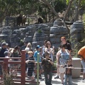 316-5009 San Diego Zoo - Takins overllook the line for the Pandas